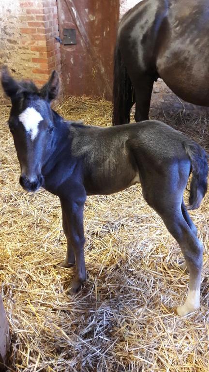 Au Fer A Cheval Hotell Gandelain Exteriör bild